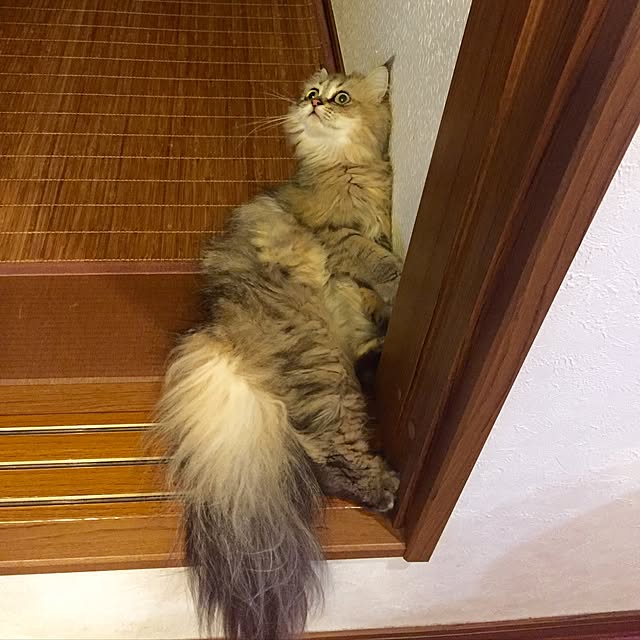 butachanさんの実例写真