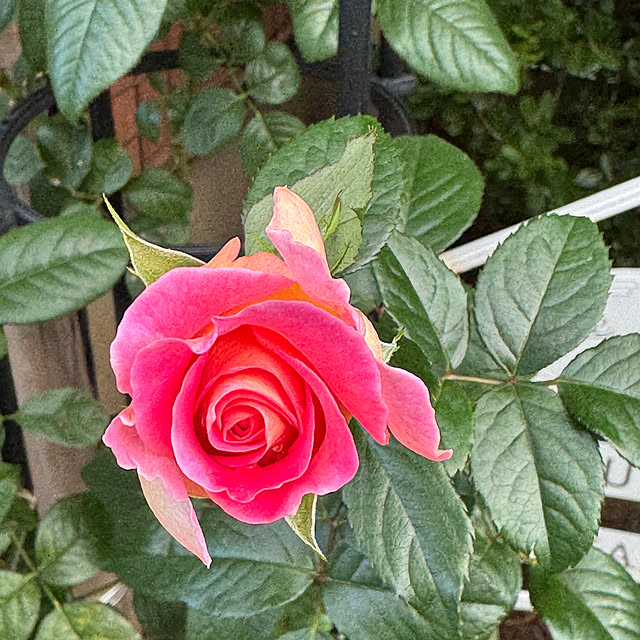 RoseLife5818さんの実例写真