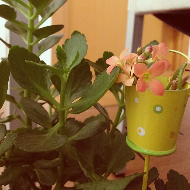 fumi1006さんの実例写真
