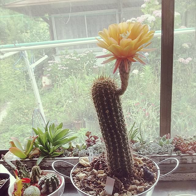 Yukaさんの実例写真