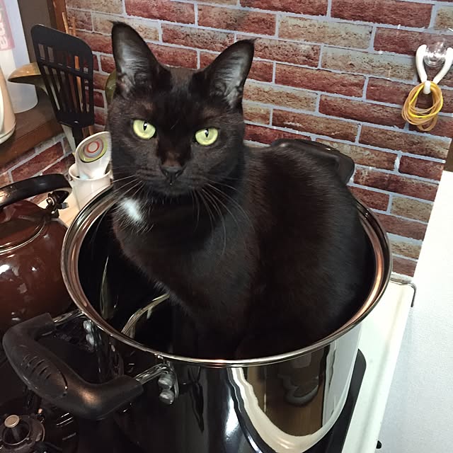 キッチン/猫鍋/インテリアじゃなくてごめんなさい/ねこバカ/ねこと暮らす。...などのインテリア実例 - 2016-10-30 18:36:47