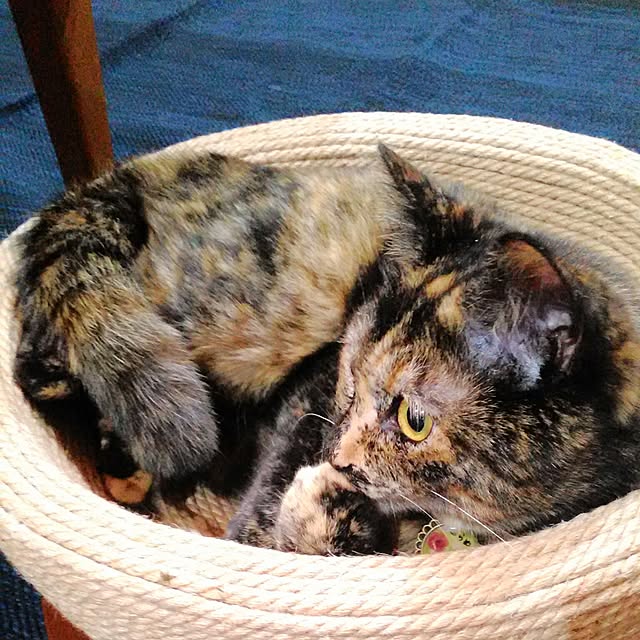fishing_catさんの実例写真