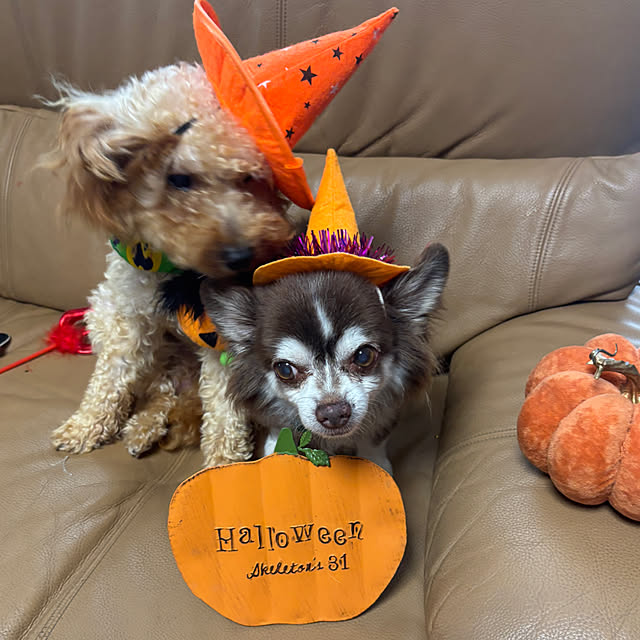 chIoeさんの部屋