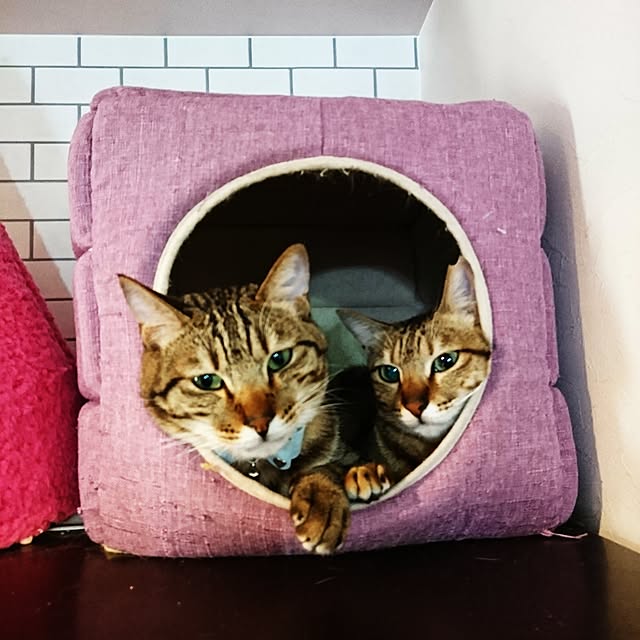 poniさんの実例写真
