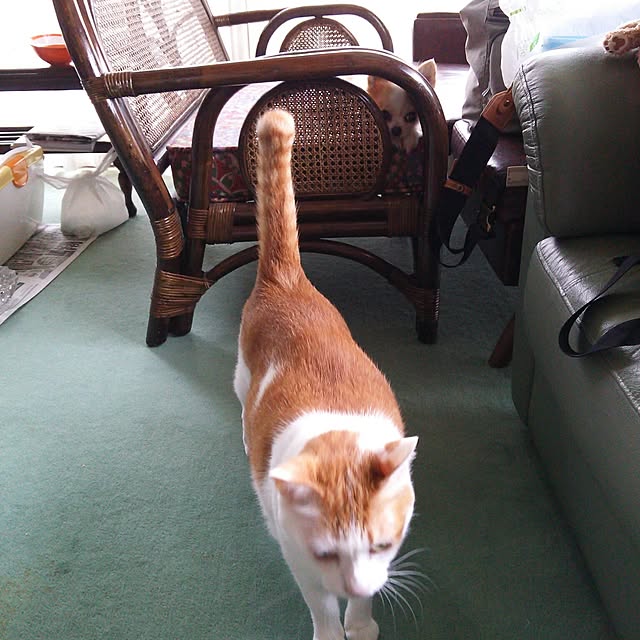 porinさんの実例写真