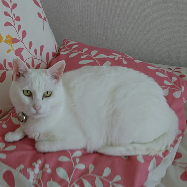 Sophie171922さんの実例写真