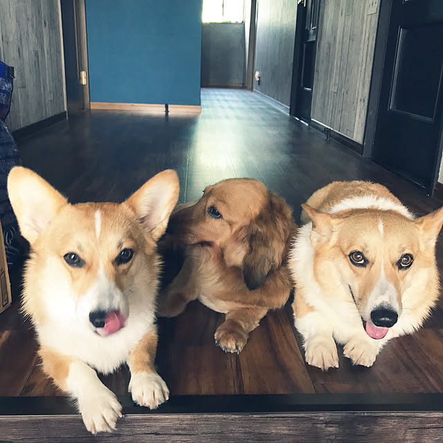 genkiさんの実例写真