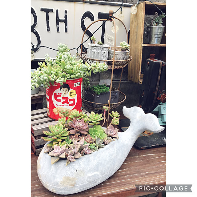 クジラ鉢/多肉植物/多肉寄せ植え/お庭改造計画/ガーデニング雑貨...などのインテリア実例 - 2021-09-26 20:20:49