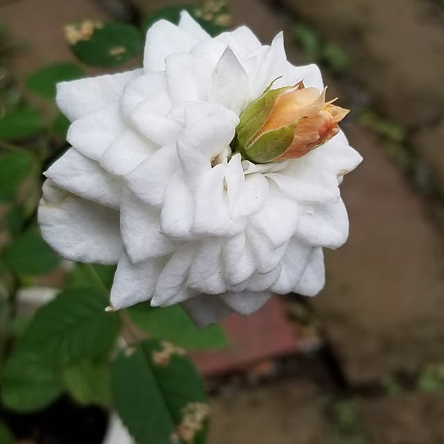midoriさんの実例写真