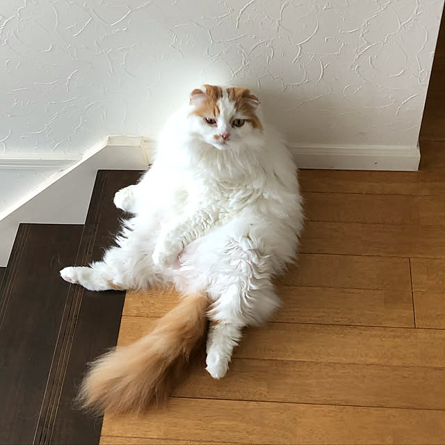 youさんの実例写真