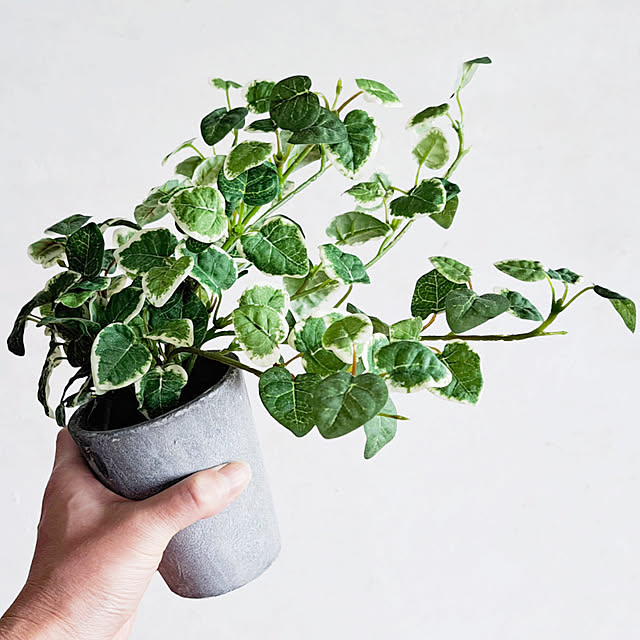 daily-order-mailさんの実例写真