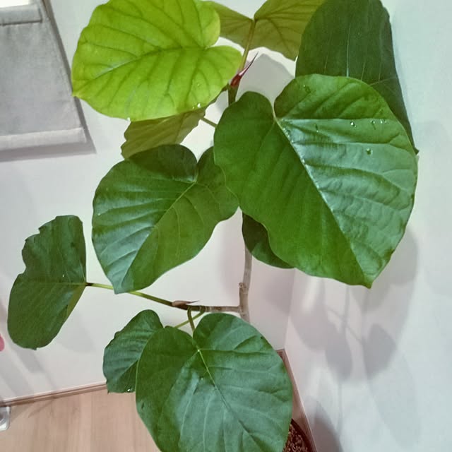 mocomocoさんの実例写真