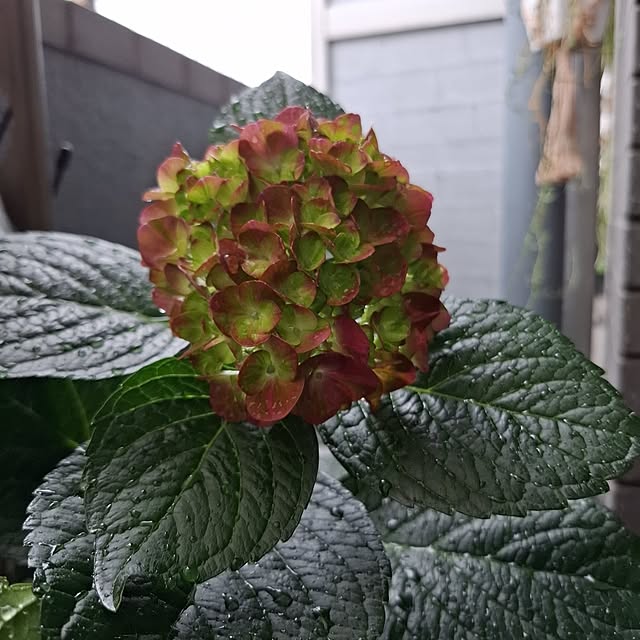 noaさんの部屋