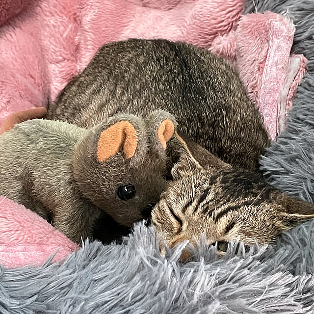 Sivaさんの実例写真