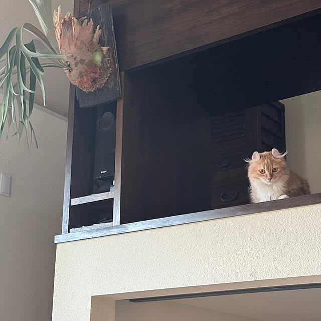 Tomokoさんの実例写真