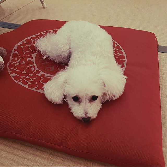 kakoさんの実例写真
