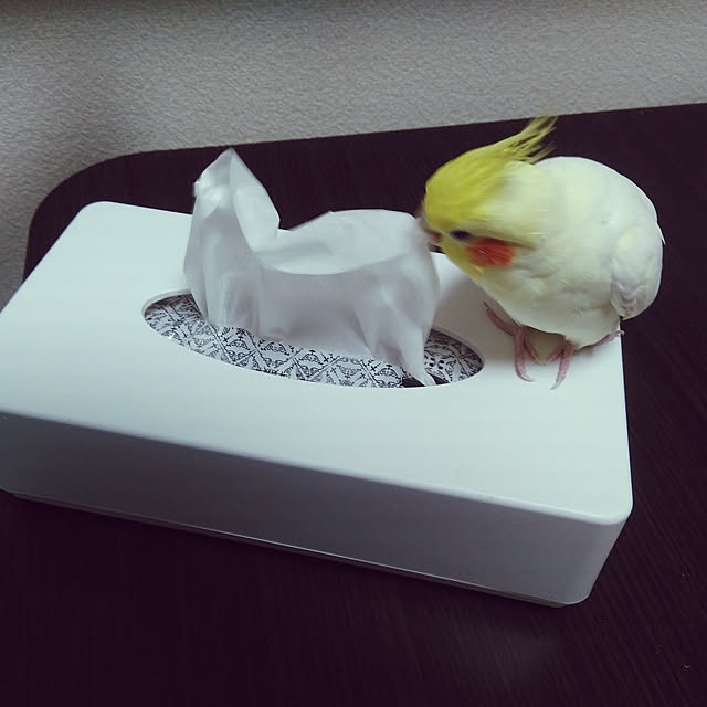 toratanさんの実例写真