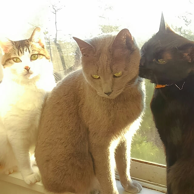 chako.さんの実例写真