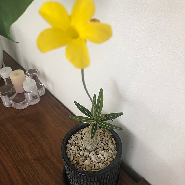otanuさんの部屋