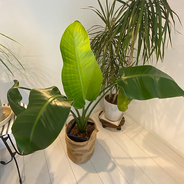 観葉植物/ホワイトインテリア/リビングのインテリア実例 - 2020-03-01 12:43:43