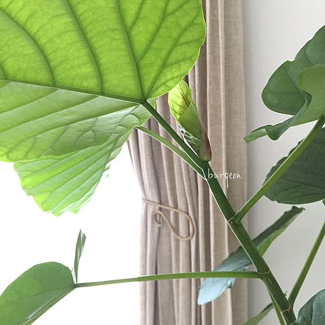 mayuringoさんの実例写真