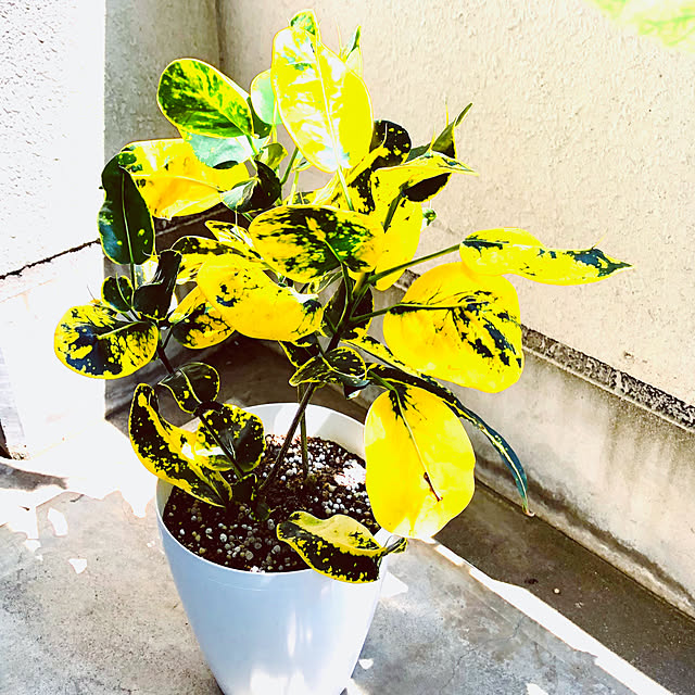 hanachanさんの部屋
