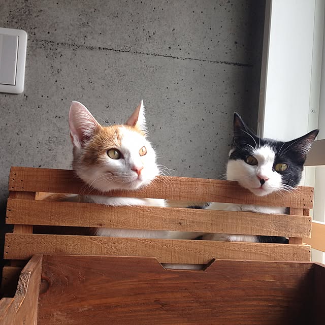 ziziguguさんの実例写真