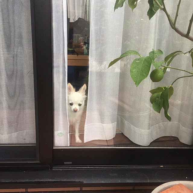 ruapyさんの実例写真
