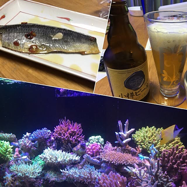 aquarium_seaさんの実例写真