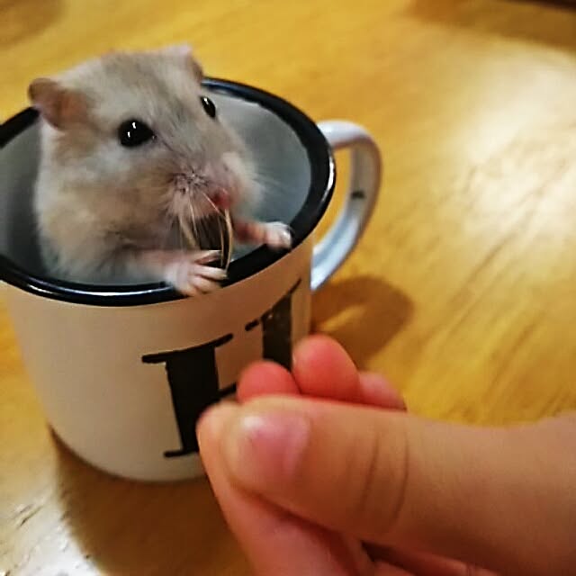 Shochanさんの実例写真