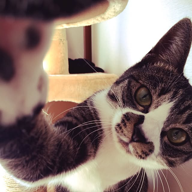shinoさんの実例写真