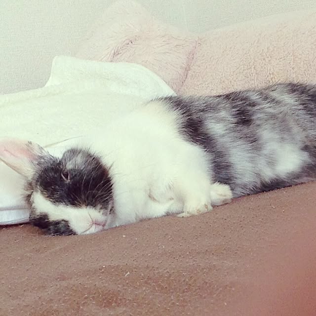 komugiさんの実例写真