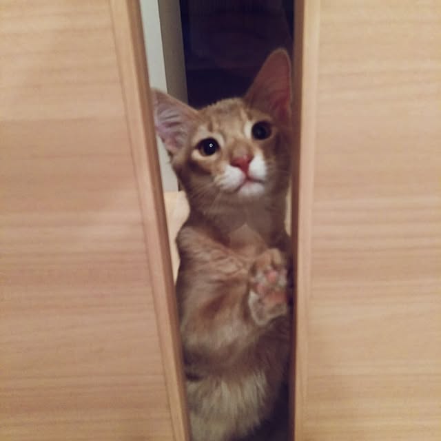 tetoさんの実例写真