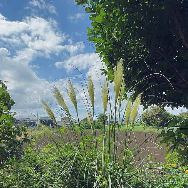 oyoさんの実例写真