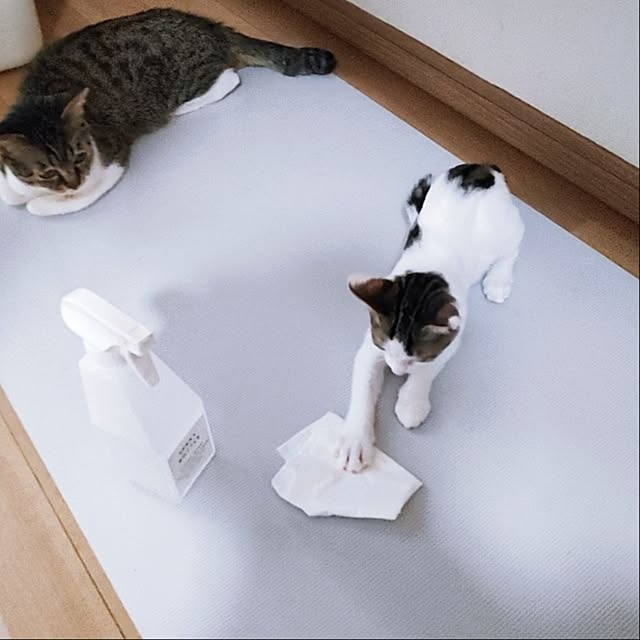 kirakirahikaruさんの実例写真