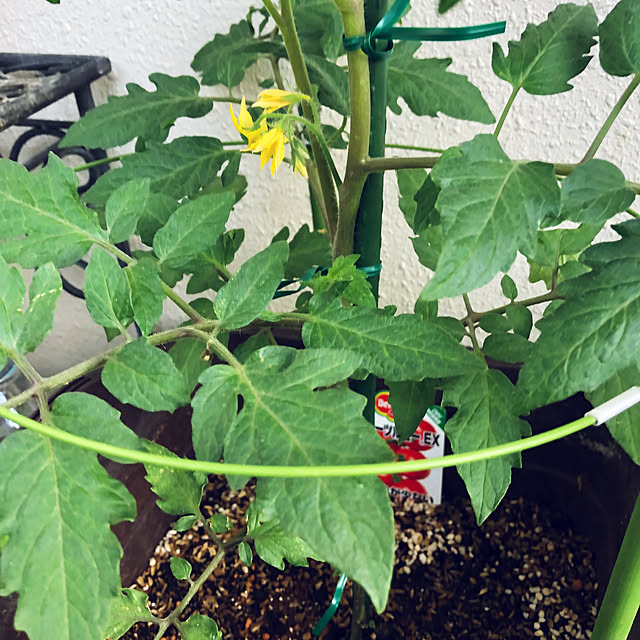 hanachanさんの部屋