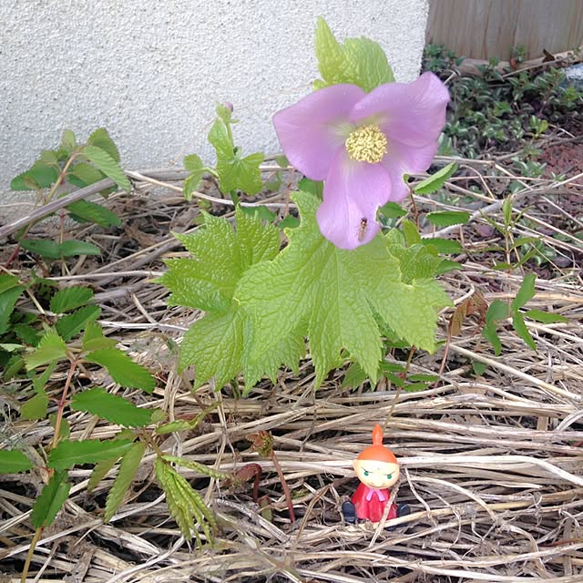 okeiさんの実例写真