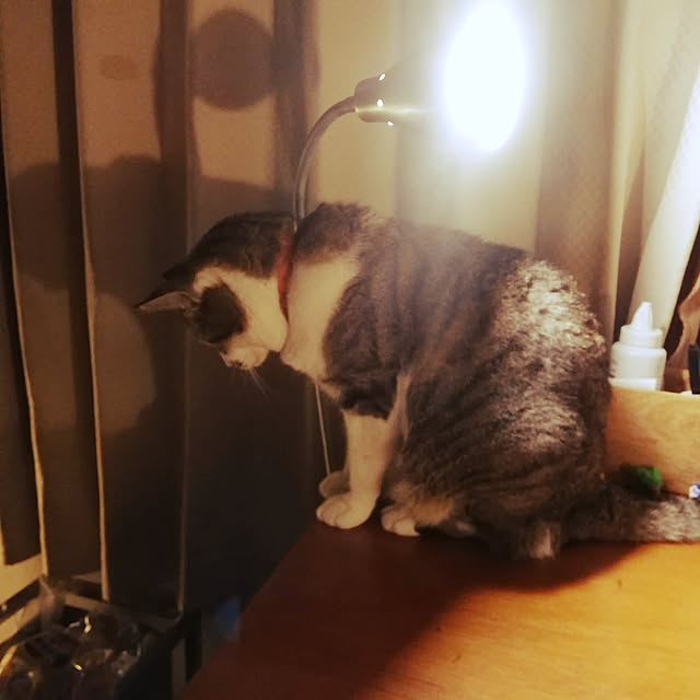 SYOUGUNさんの実例写真