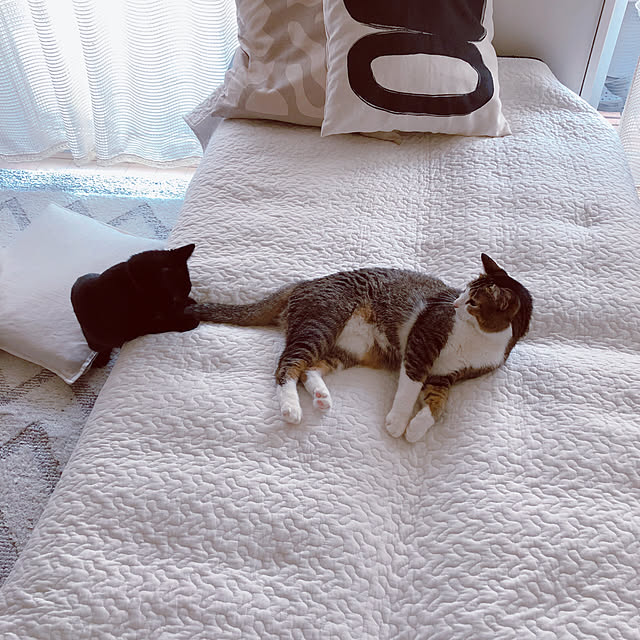 nekomiさんの実例写真