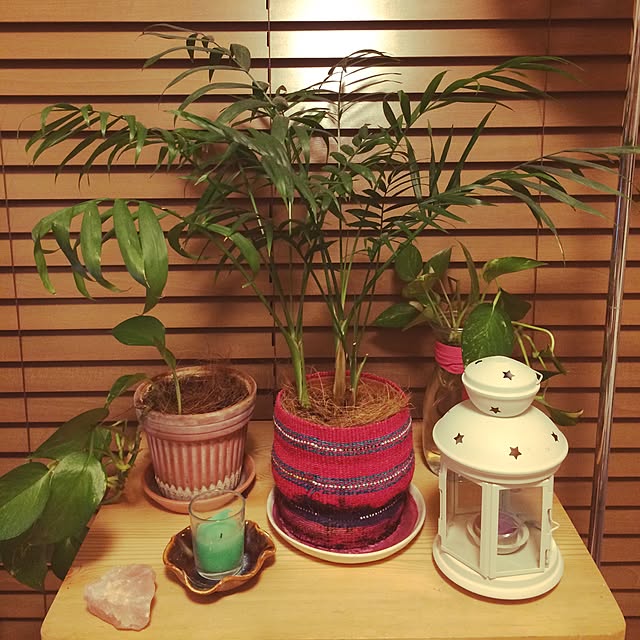 棚/観葉植物/IKEAのインテリア実例 - 2015-11-01 17:25:38