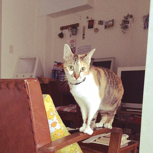 実例写真