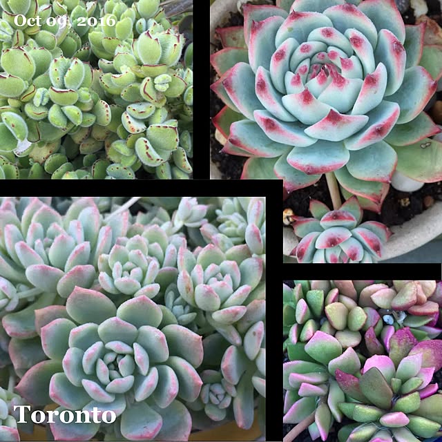 Sherryさんの実例写真