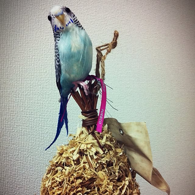 ikuraさんの実例写真