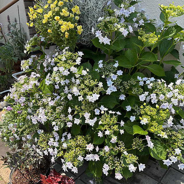 AINIさんの部屋