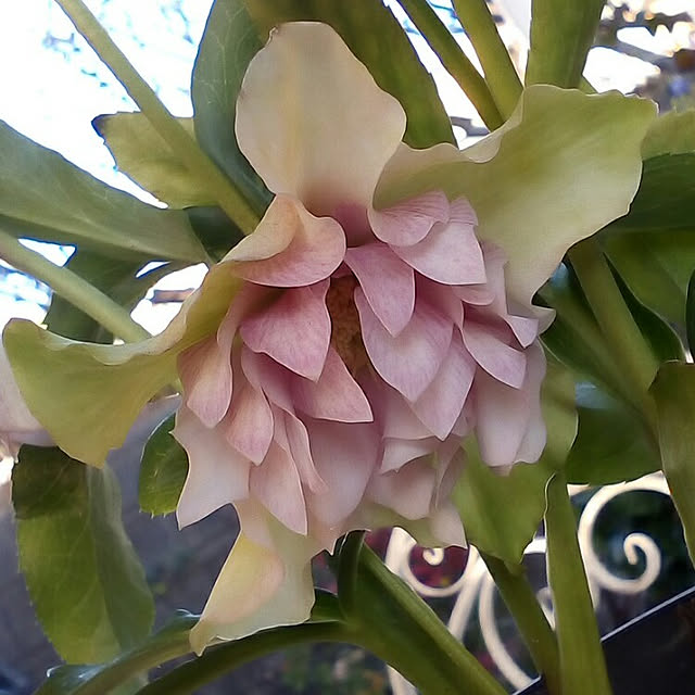 mariagardenさんの実例写真