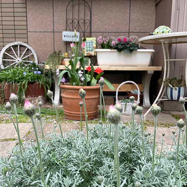 puriyuzuさんの実例写真