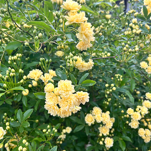 banbinaさんの部屋