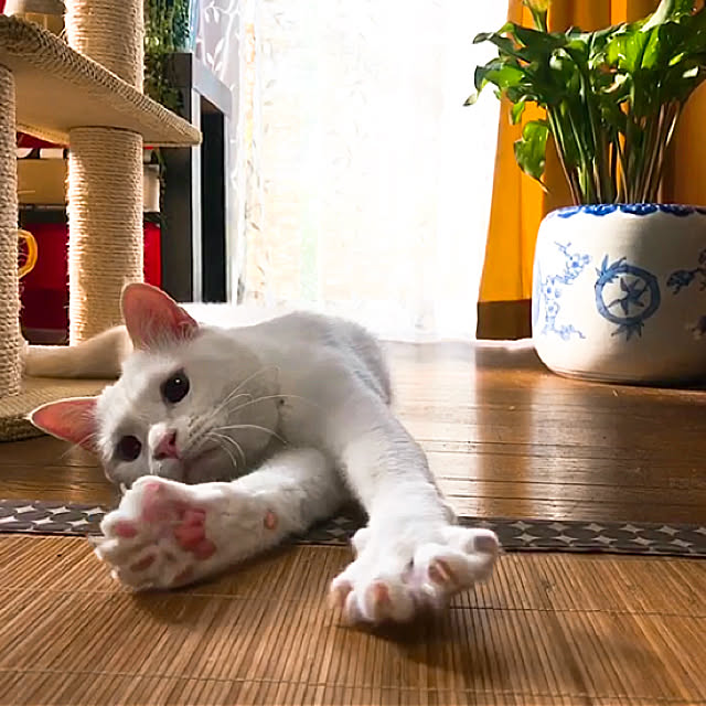 nyanko-beamさんの実例写真