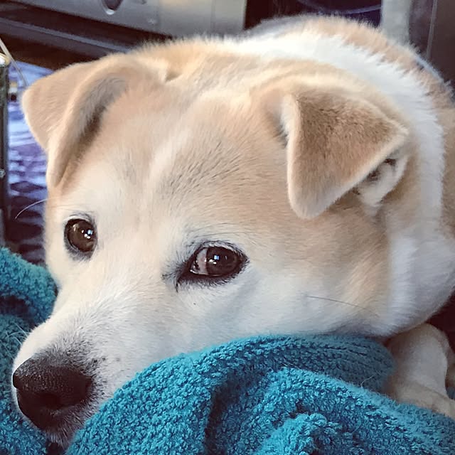 masu...さんの実例写真