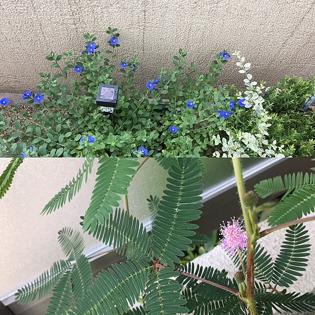 norikaGさんの実例写真